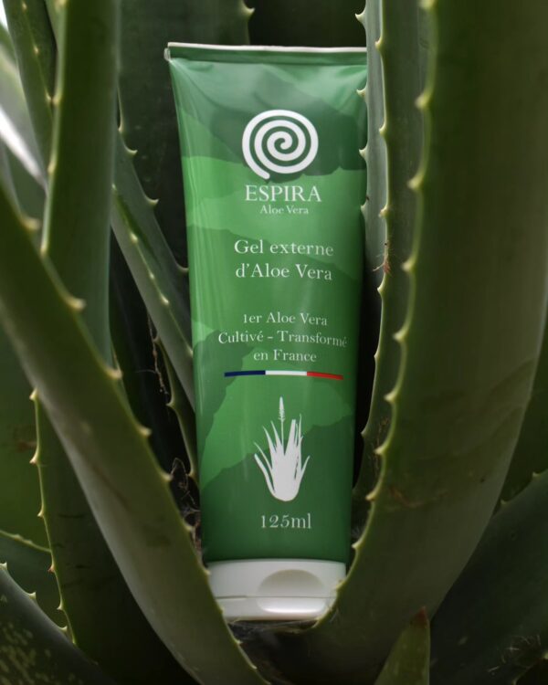 Gel d'aloe vera