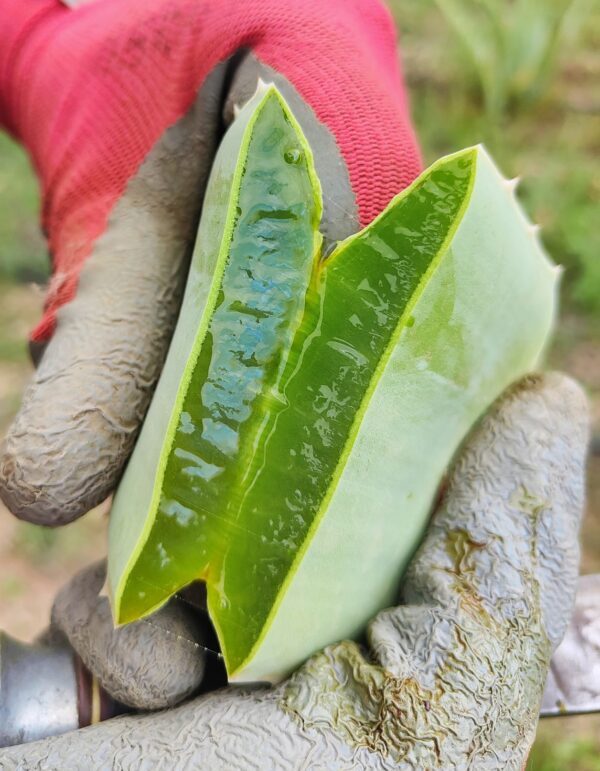 Gel d'aloe vera